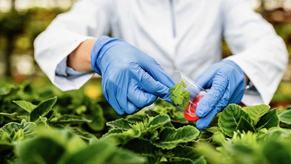 Professional Bachelors in Food Science and Drugs - 12 Months